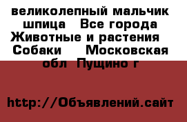 великолепный мальчик шпица - Все города Животные и растения » Собаки   . Московская обл.,Пущино г.